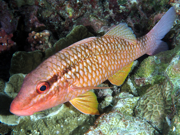 Cardinal Goatfish - Parupeneus ciliatus - Great Barrier Reef, Australia