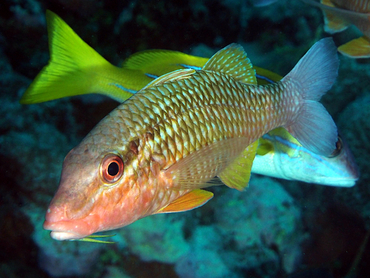 Cardinal Goatfish - Parupeneus ciliatus - Great Barrier Reef, Australia