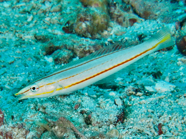 Pastel Ring wrasse - Hologymnosus doliatus - Wakatobi, Indonesia