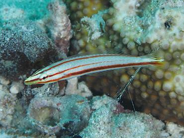 Pastel Ring wrasse - Hologymnosus doliatus - Komodo, Indonesia