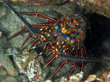 Blue Spiny Lobster - Panulirus inflatus - Cabo San Lucas, Mexico