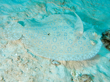 Peacock Flounder - Bothus lunatus - Cozumel, Mexico