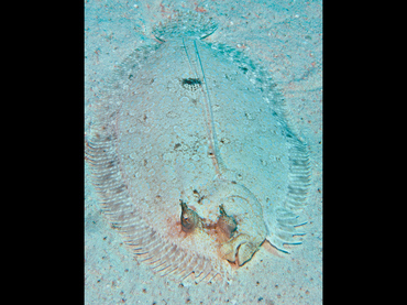 Peacock Flounder - Bothus lunatus - Cozumel, Mexico