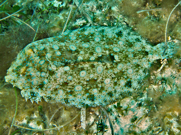 Peacock Flounder - Bothus lunatus - Cozumel, Mexico