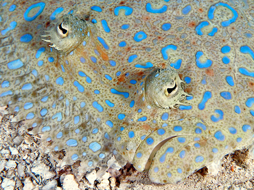 Peacock Flounder - Bothus lunatus - Cozumel, Mexico