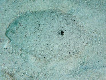 Peacock Flounder - Bothus lunatus - Cozumel, Mexico