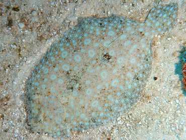 Peacock Flounder - Bothus lunatus - Cozumel, Mexico