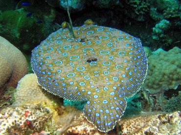 Peacock Flounder - Bothus lunatus - Bonaire