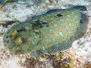 Peacock Flounder - Bothus lunatus - Cozumel, Mexico