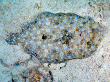 Peacock Flounder - Bothus lunatus - Bonaire