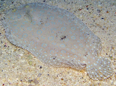 Peacock Flounder - Bothus lunatus - Grand Cayman