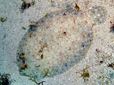 Peacock Flounder - Bothus lunatus - Grand Cayman