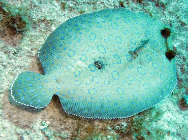 Peacock Flounder - Bothus lunatus - Grand Cayman