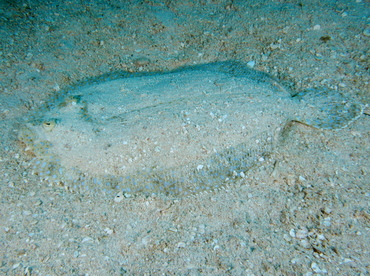 Peacock Flounder - Bothus lunatus - Belize