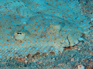 Peacock Flounder - Bothus lunatus - Belize