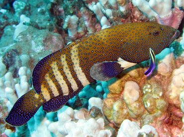 Peacock Grouper - Cephalopholis argus - Lanai, Hawaii