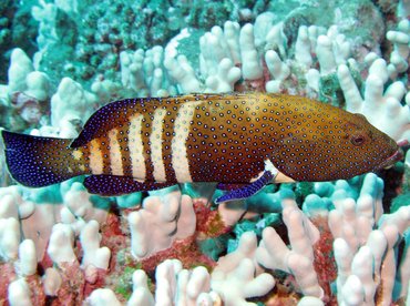 Peacock Grouper - Cephalopholis argus - Lanai, Hawaii