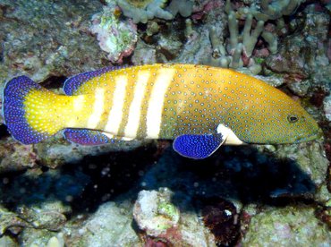 Peacock Grouper - Cephalopholis argus - Big Island, Hawaii