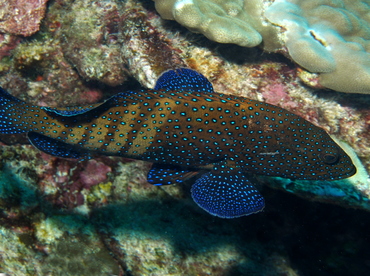 Peacock Grouper - Cephalopholis argus - Big Island, Hawaii