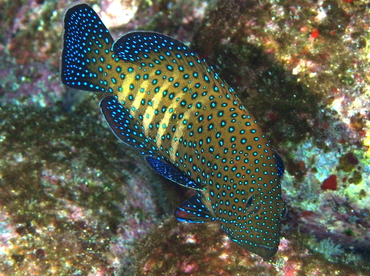 Peacock Grouper - Cephalopholis argus - Big Island, Hawaii