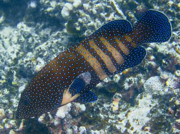 Peacock Grouper - Cephalopholis argus - Moorea, French Polynesia