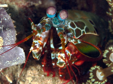 Peacock Mantis Shrimp - Odontodactylus scyllarus - Anilao, Philippines