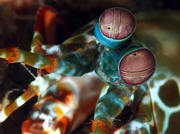 Peacock Mantis Shrimp - Odontodactylus scyllarus - Anilao, Philippines