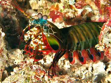 Peacock Mantis Shrimp - Odontodactylus scyllarus - Wakatobi, Indonesia