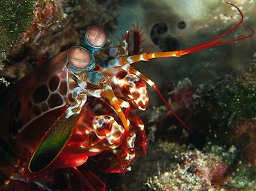 Peacock Mantis Shrimp - Odontodactylus scyllarus - Wakatobi, Indonesia