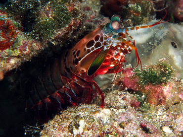 Peacock Mantis Shrimp - Odontodactylus scyllarus - Wakatobi, Indonesia