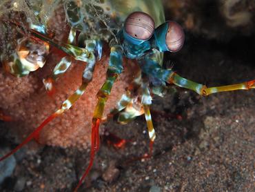 Peacock Mantis Shrimp - Odontodactylus scyllarus - Bali, Indonesia