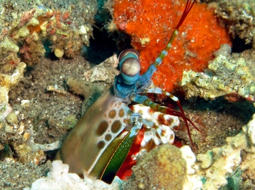 Peacock Mantis Shrimp - Odontodactylus scyllarus - Dumaguete, Philippines