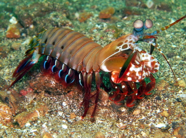 Peacock Mantis Shrimp - Odontodactylus scyllarus - Lembeh Strait, Indonesia