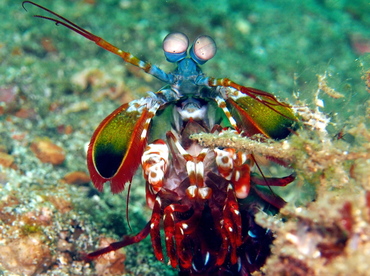 Peacock Mantis Shrimp - Odontodactylus scyllarus - Lembeh Strait, Indonesia