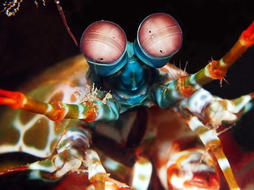 Peacock Mantis Shrimp - Odontodactylus scyllarus - Lembeh Strait, Indonesia