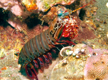 Peacock Mantis Shrimp - Odontodactylus scyllarus - Bali, Indonesia