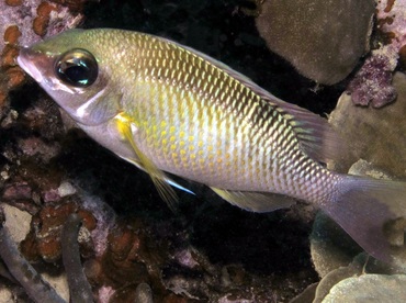 Pearly Monocle Bream - Scolopsis margaritifera - Palau