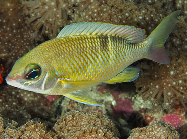 Pearly Monocle Bream - Scolopsis margaritifera - Wakatobi, Indonesia