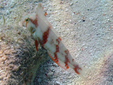 Pearly Razorfish - Xyrichtys novacula - Isla Mujeres, Mexico