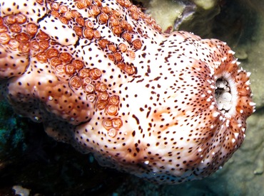 Graeffe's Sea Cucumber - Pearsonothuria graeffei - Yap, Micronesia