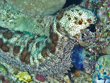 Graeffe's Sea Cucumber - Pearsonothuria graeffei - Komodo, Indonesia