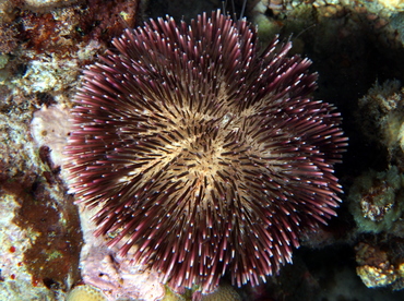Pebble Collector Urchin - Pseudoboletia indiana - Big Island, Hawaii