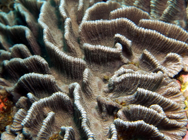 Common Lettuce Coral - Pectinia lactuca - Lembeh Strait, Indonesia