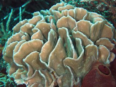 Common Lettuce Coral - Pectinia lactuca - Komodo, Indonesia