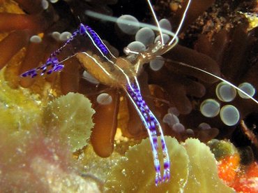 Pederson Cleaner Shrimp - Ancylomenes pedersoni - Turks and Caicos