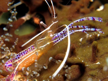 Pederson Cleaner Shrimp - Ancylomenes pedersoni - Bonaire