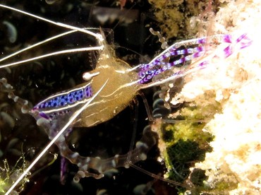 Pederson Cleaner Shrimp - Ancylomenes pedersoni - Bonaire