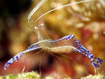 Pederson Cleaner Shrimp - Ancylomenes pedersoni - The Exumas, Bahamas