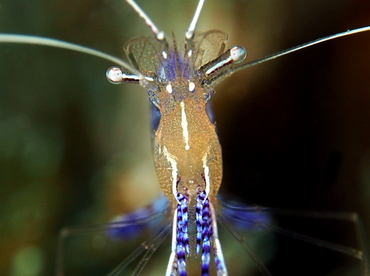 Pederson Cleaner Shrimp - Ancylomenes pedersoni - The Exumas, Bahamas