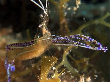Pederson Cleaner Shrimp - Ancylomenes pedersoni - Cozumel, Mexico